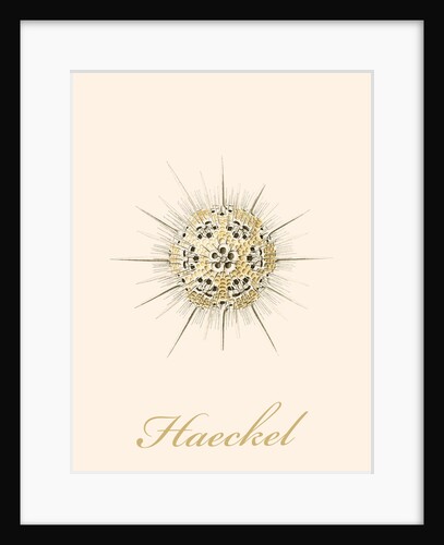 Microorganisms. Phaeodaria by Ernst Haeckel