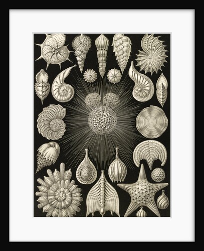 Microorganisms. Thalamophora by Ernst Haeckel