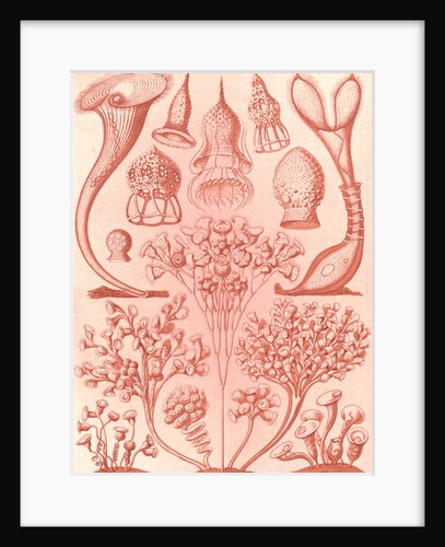 Microorganisms. Ciliata by Ernst Haeckel