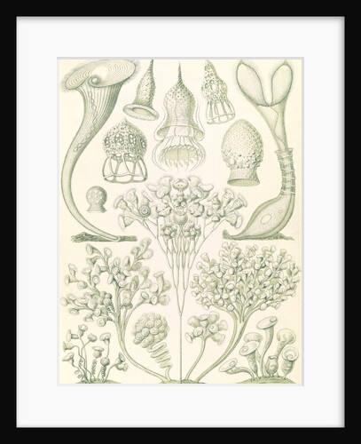 Microorganisms. Ciliata by Ernst Haeckel