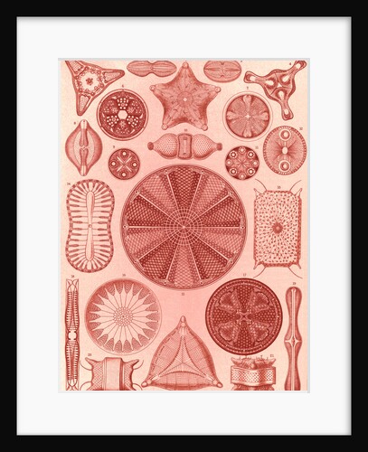 Algae. Diatomea by Ernst Haeckel