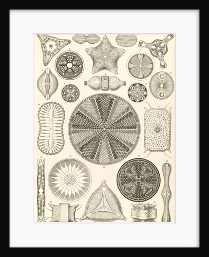 Algae. Diatomea by Ernst Haeckel