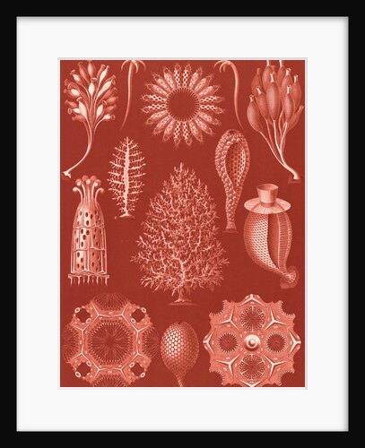 Calcareous sponges. Calcispongiae by Ernst Haeckel