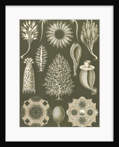 Calcareous sponges. Calcispongiae by Ernst Haeckel