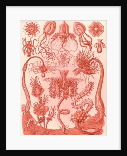 Marine invertebrates. Tubulariae by Ernst Haeckel