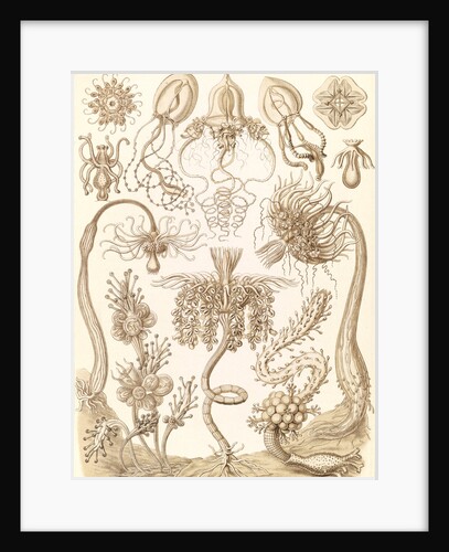 Marine invertebrates. Tubulariae by Ernst Haeckel
