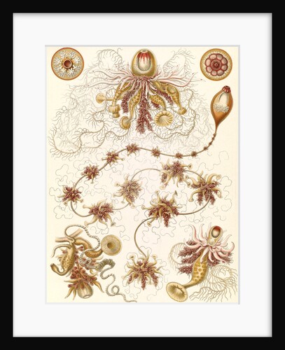 Marine invertebrates. Siphonophorae by Ernst Haeckel
