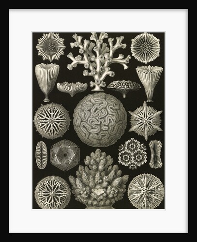 Corals. Hexacoralla by Ernst Haeckel