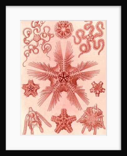Marine invertebrates related to starfish. Ophiodea by Ernst Haeckel