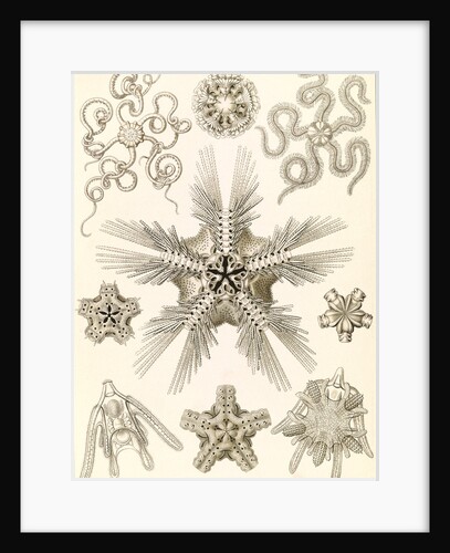 Marine invertebrates related to starfish. Ophiodea by Ernst Haeckel