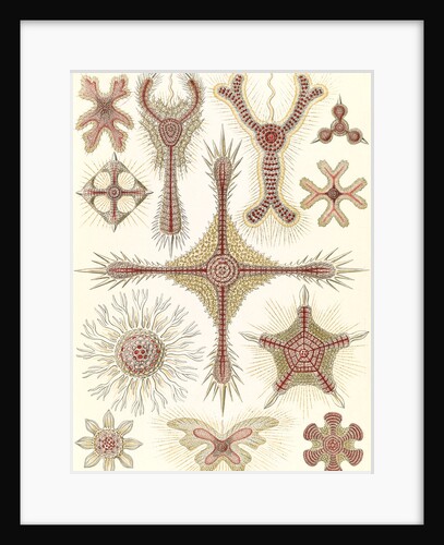 Marine invertebrates. Discoidea by Ernst Haeckel