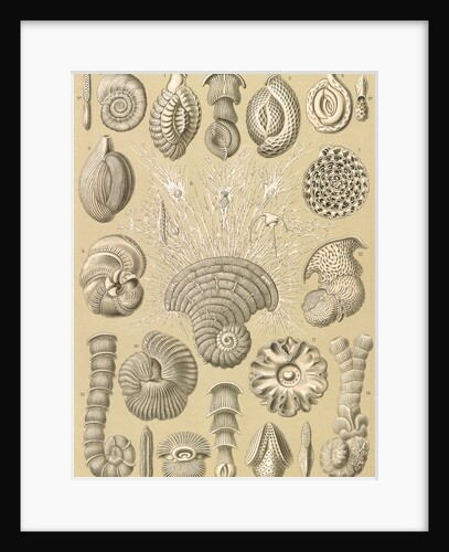 Microorganisms. Talamophora by Ernst Haeckel