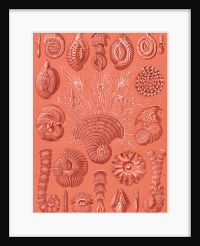 Microorganisms. Talamophora by Ernst Haeckel