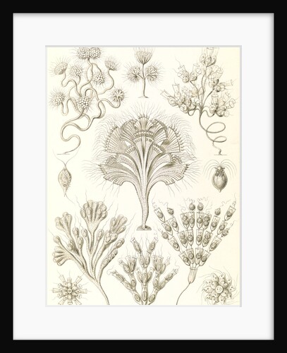 Microorganisms. Flagellata by Ernst Haeckel