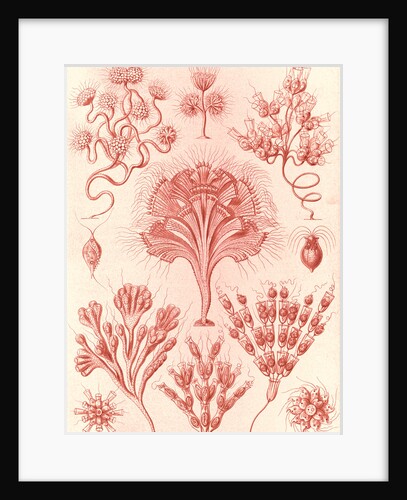 Microorganisms. Flagellata by Ernst Haeckel