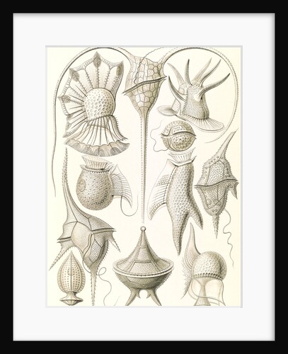 Microorganisms. Peridinea by Ernst Haeckel