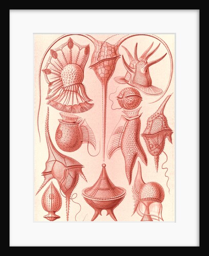 Microorganisms. Peridinea by Ernst Haeckel