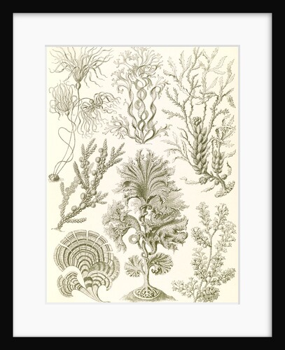 Algae. Fucoideae by Ernst Haeckel
