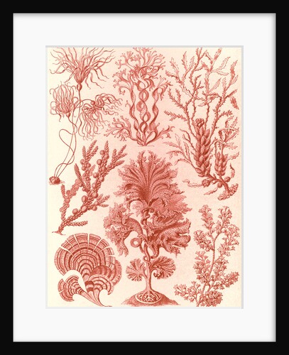 Algae. Fucoideae by Ernst Haeckel