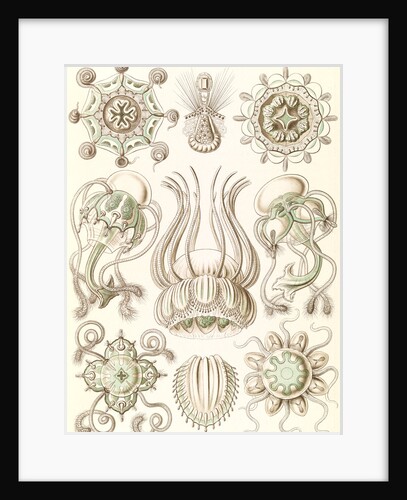 Jellyfishes. Narcomedusae by Ernst Haeckel