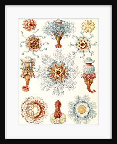 Marine invertebrates. Siphonophorae by Ernst Haeckel