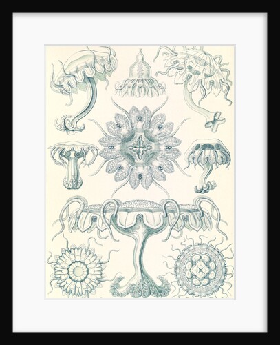 Jellyfishes. Discomedusae by Ernst Haeckel