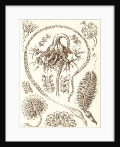 Sea pens. Pennatulida by Ernst Haeckel