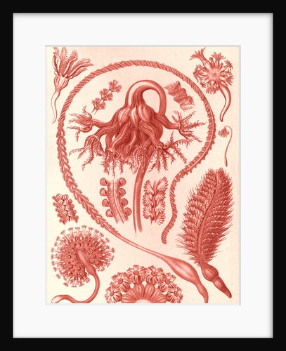 Sea pens. Pennatulida by Ernst Haeckel