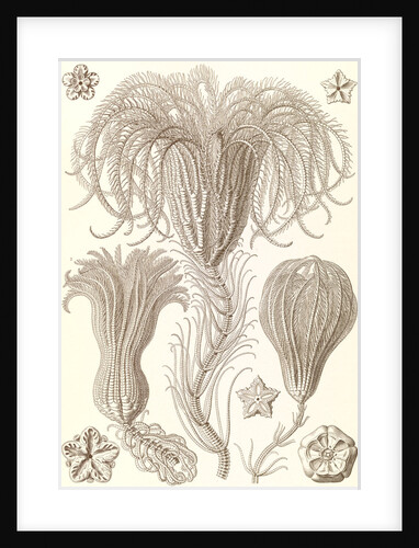 Marine animals. Crinoidea by Ernst Haeckel