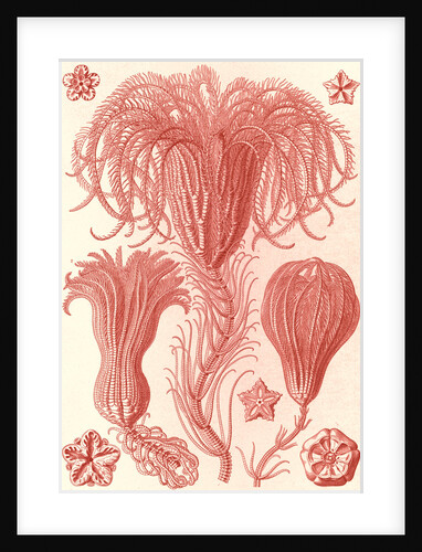Marine animals. Crinoidea by Ernst Haeckel