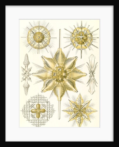 Marine animals. Acanthometra by Ernst Haeckel