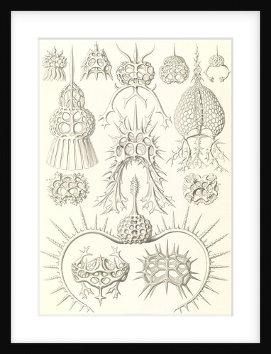 Microorganisms. Spyroidea by Ernst Haeckel