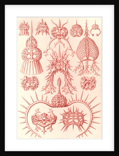 Microorganisms. Spyroidea by Ernst Haeckel