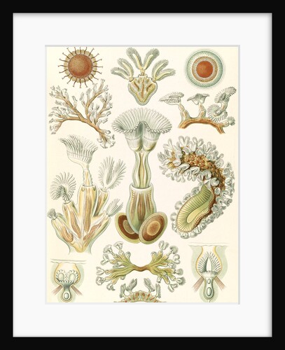 Aquatic invertebrates. Bryozoa by Ernst Haeckel