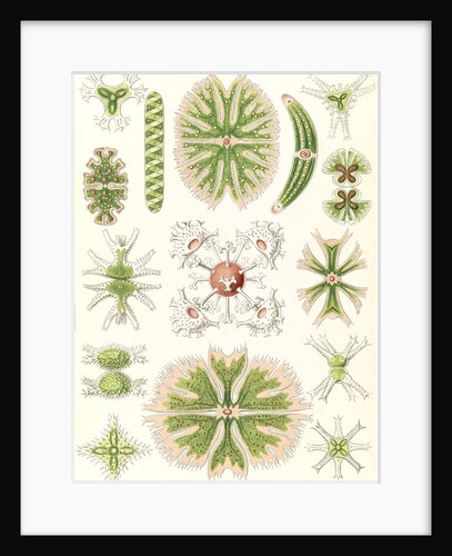 Algae. Desmidiea by Ernst Haeckel