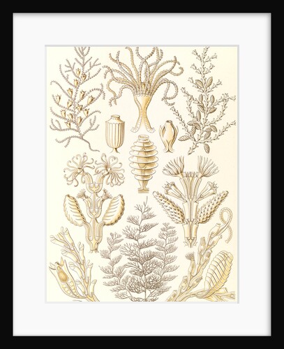 Marine animals. Sertulariae by Ernst Haeckel