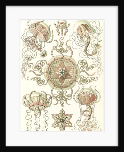 Jellyfishes. Trachomedusae by Ernst Haeckel