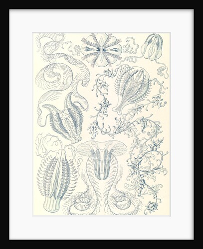 Comb jellies. Ctenophorae by Ernst Haeckel