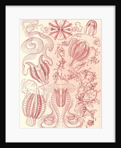 Comb jellies. Ctenophorae by Ernst Haeckel