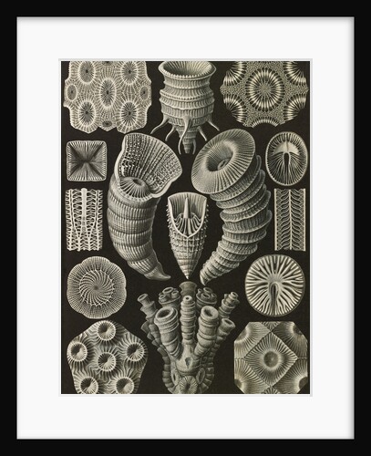 Corals. Tetracoralla by Ernst Haeckel