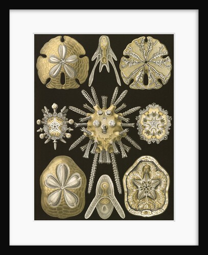 Sea urchins and sand dollars. Echinidea by Ernst Haeckel