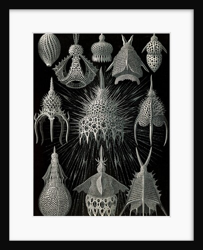 Microorganisms in the class Radiolaria. Crytoidea by Ernst Haeckel