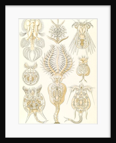 Microorganisms. Rotatoria by Ernst Haeckel