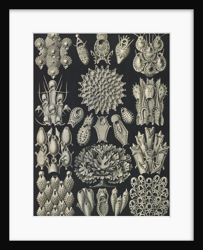 Aquatic invertebrates. Bryozoa by Ernst Haeckel