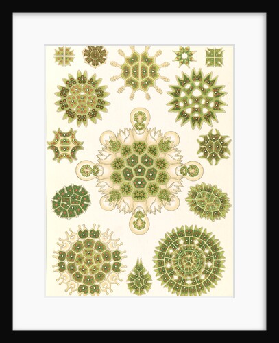 Algae in the genus Pediastrum. Melethallia by Ernst Haeckel