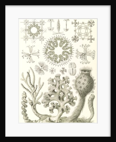 Glass sponges. Hexactinellae by Ernst Haeckel