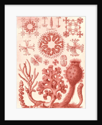 Glass sponges. Hexactinellae by Ernst Haeckel