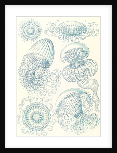Jellyfishes. Leptomedusae by Ernst Haeckel