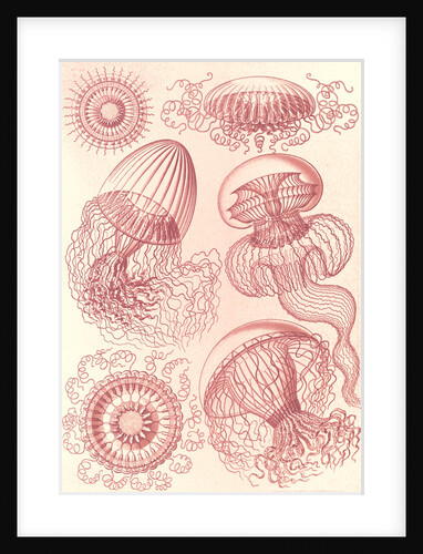 Jellyfishes. Leptomedusae by Ernst Haeckel