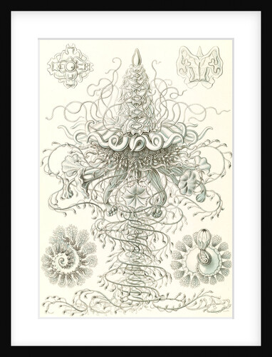 Marine invertebrates. Siphonophorae by Ernst Haeckel